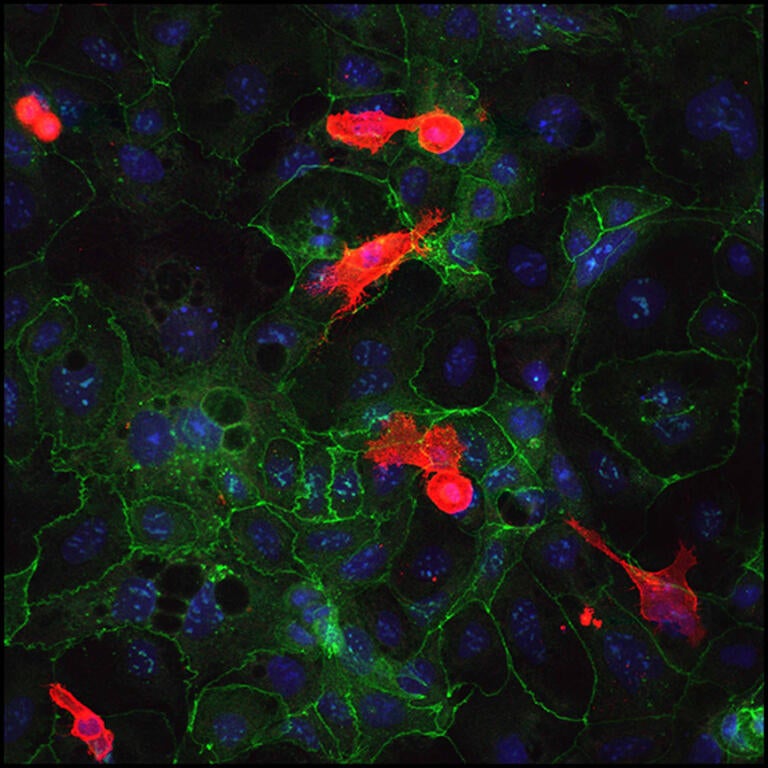 a cellular scan