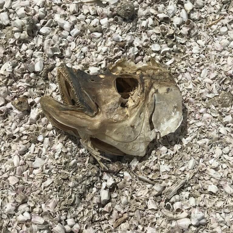 a dead fish head